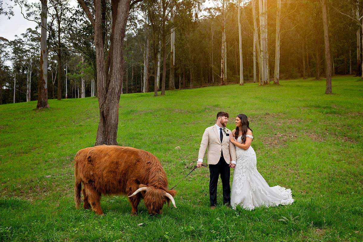 hild the cow photos at glenworth valley central coast