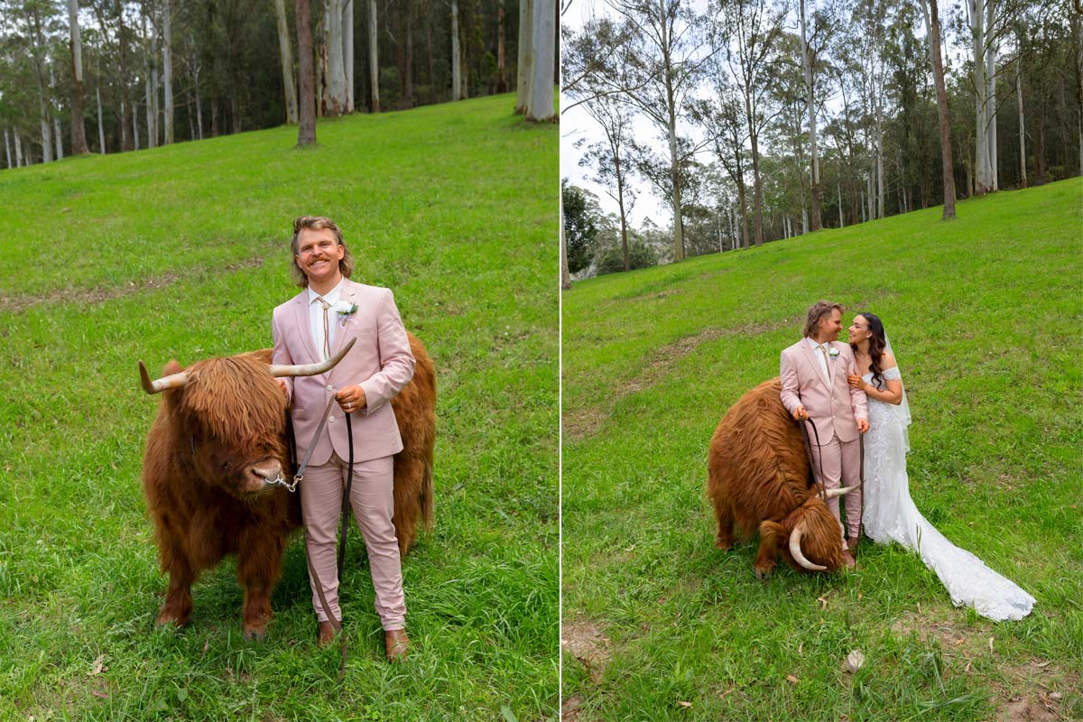 hilda the cow wedding photos